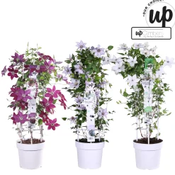 Ecocheques|Klimplanten|ohgreen Clematis Tsukiko p23
