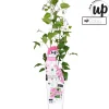 Ecocheques|Klimplanten|ohgreen Clematis Yuan