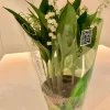 Voorjaar|Ecocheques|ohgreen Convallaria majalis of meiklokjes p13