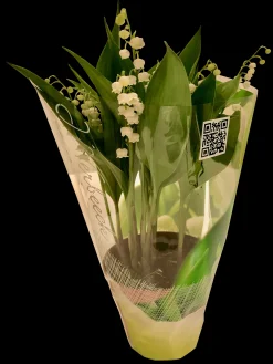Voorjaar|Ecocheques|ohgreen Convallaria majalis of meiklokjes p13