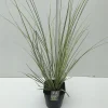 Vaste Planten|Ecocheques|ohgreen Cortaderia selloana Mini Goldpampas ( Pampasgras )