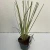Vaste Planten|Ecocheques|ohgreen Cortaderia selloana Mini Silver Pampas ( Dwergpampasgras )