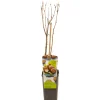 Ecocheques|Fruitbomen|ohgreen Corylus avellana hazelnoot