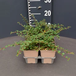 Vaste Planten|Ecocheques|ohgreen Cotoneaster queen carpet 6pack
