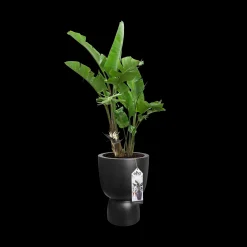 Potten En Vazen|Ecocheques|ohgreen COUPE 41CM ZWART