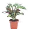 Groene Planten|Ecocheques|ohgreen Ctenanthe burle-marxii p12 h30
