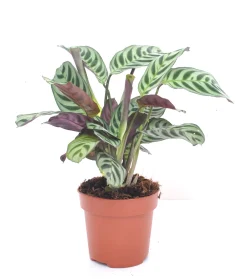 Groene Planten|Ecocheques|ohgreen Ctenanthe burle-marxii p12 h30