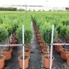 Vaste Planten|Ecocheques|ohgreen Cupressocyparis sempervirens Pyramidalis ( Italiaanse cipres )