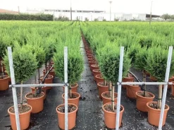 Vaste Planten|Ecocheques|ohgreen Cupressocyparis sempervirens Pyramidalis ( Italiaanse cipres )