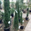 Struiken|Ecocheques|ohgreen Cuprocyparis leylandii Pyramidalis