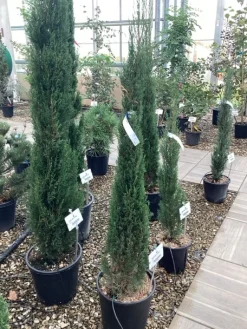 Struiken|Ecocheques|ohgreen Cuprocyparis leylandii Pyramidalis