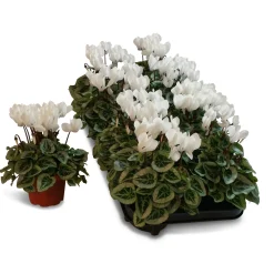 Najaar|Ecocheques|ohgreen Cyclamen silverado