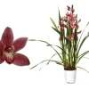 Ecocheques|Bloeiende Planten|ohgreen Cymbidium allison shaw p12 h50