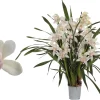 Ecocheques|Bloeiende Planten|ohgreen Cymbidium lucky kate p12 h50