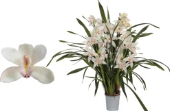 Ecocheques|Bloeiende Planten|ohgreen Cymbidium lucky kate p12 h50