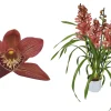 Bloeiende Planten|Ecocheques|ohgreen Cymbidium red Beauty Roy 4 bloemstelen