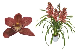 Bloeiende Planten|Ecocheques|ohgreen Cymbidium red Beauty Roy 4 bloemstelen
