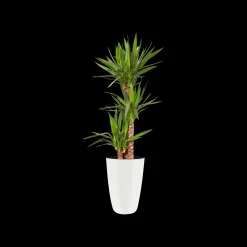 Ecocheques|Potten En Vazen|ohgreen Diamond hoog 27cm