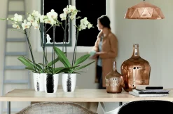 Kunststof|Ecocheques|ohgreen Diamond orchidee hoog 12,5cm