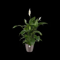 Ecocheques|Potten En Vazen|ohgreen Diamond rond 16cm