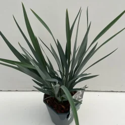 Vaste Planten|Ecocheques|ohgreen Dianella revoluta Blue Stream ( Tasmaanse Vlaslelie )