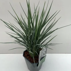 Vaste Planten|Ecocheques|ohgreen Dianelle of blauw zwenkgras "coolvista" p17