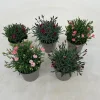 Voorjaar|Ecocheques|ohgreen Dianthus diantica mix
