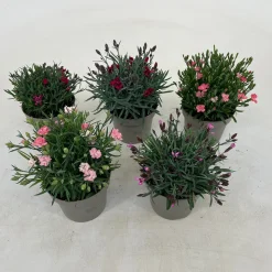 Voorjaar|Ecocheques|ohgreen Dianthus diantica mix