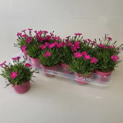 Voorjaar|Ecocheques|ohgreen Dianthus kahori