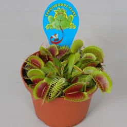 Groene Planten|Ecocheques|ohgreen Dionaea muscipula p12 h10