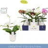 Ecocheques|Bloeiende Planten|ohgreen Dioro mix 2s in molise white