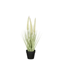 Sfeermakers|ohgreen Dogtail in pot groen - h40xd15cm