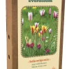 Ecocheques|Bloembollen|ohgreen Doos 'everbloom' met 20 bloembollen tulipa belle tulipa mix