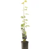 Fruitbomen|Ecocheques|ohgreen Druivenplant vitis vinifera muscat 150 cm
