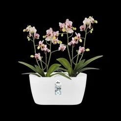 Ecocheques|Potten En Vazen|ohgreen Duo orchidee 25cm