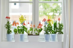 Ecocheques|Potten En Vazen|ohgreen Duo orchidee 25cm