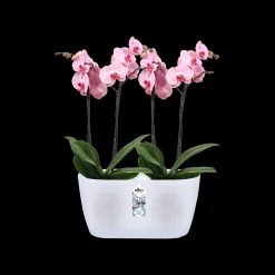 Ecocheques|Potten En Vazen|ohgreen Duo orchidee 25cm