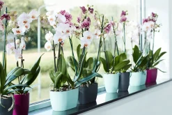 Ecocheques|Potten En Vazen|ohgreen Duo orchidee 25cm