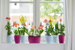 Ecocheques|Potten En Vazen|ohgreen Duo orchidee 25cm