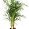 Groene Planten|Ecocheques|ohgreen Dypsis lutescens ( Goudpalm )