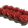 Composities En Terrariums|Ecocheques|ohgreen Echeveria Miranda Rainbow red