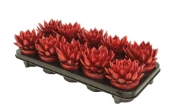 Composities En Terrariums|Ecocheques|ohgreen Echeveria Miranda Rainbow red