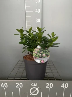 Struiken|Ecocheques|ohgreen Escallonia laevis Pink Elle