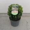 Struiken|Ecocheques|ohgreen Euonymus in bolvorm p23 h40