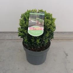 Struiken|Ecocheques|ohgreen Euonymus in bolvorm p23 h40