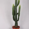 Ecocheques|Groene Planten|ohgreen Euphorbia cowboycactus