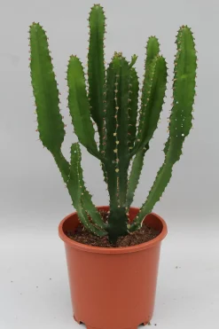 Cactus - Succulent - Sanseveria|Ecocheques|ohgreen Euphorbia triangularis