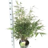 Vaste Planten|Ecocheques|ohgreen Fargesia robusta formidable p23 niet woekerende bamboe