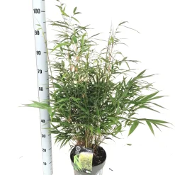Vaste Planten|Ecocheques|ohgreen Fargesia robusta formidable p23 niet woekerende bamboe