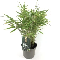 Vaste Planten|Ecocheques|ohgreen Fargesia rufa p17 niet woekerende bamboe